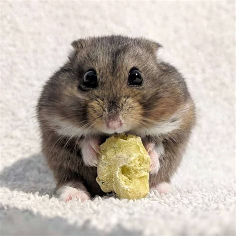 Pin By Christine Gallagher On Animals Cute Hamsters Hamster Funny