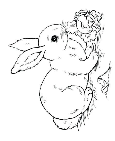 Peter Cottontail Coloring Pages At Free Printable