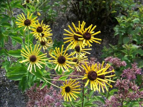 Drought resistant/drought tolerant plant (xeric). Rudbeckia submentosa 'Henry Eilers' Sweet Coneflower ...
