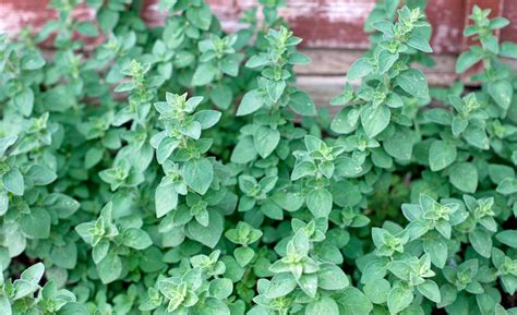 10 Best Herbs To Grow In Hardiness Zone 8 2022 Guide 2022