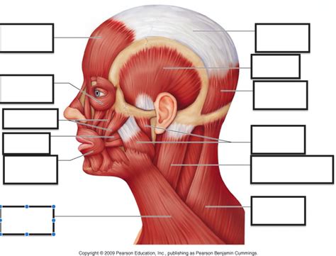 Gross Anatomy Of Skeletal Muscle Muscle Gross Anatomy Anatomy Human