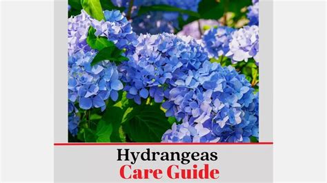 Lazy Gardeners Guide How To Grow Hydrangeas Infographic Suburbs