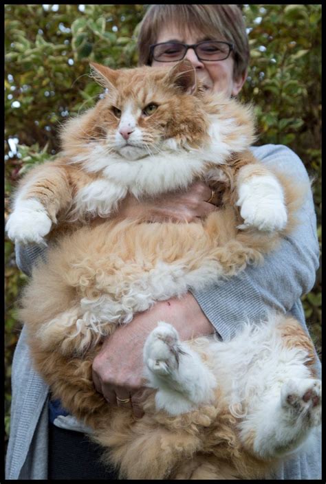 britain s fattest cat irish mirror online