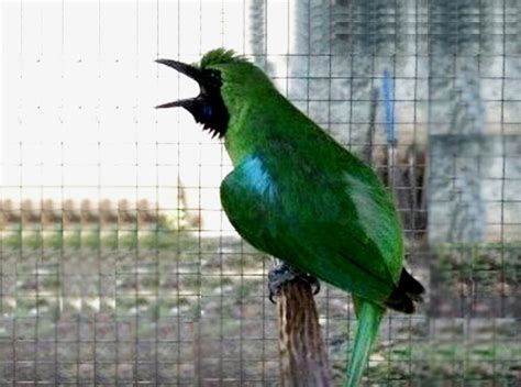 Hal terpenting saat merawat burung . Daftar Harga Burung Cucak Ijo Terbaru 2016 - Andi Kicau Alam