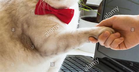 Cute Cat Hand Shake Imgur