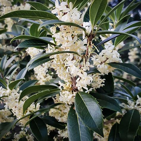 Fortunes Osmanthus For Sale Online The Tree Center