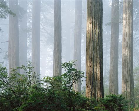 Redwood Fog — Alex Burke Photography