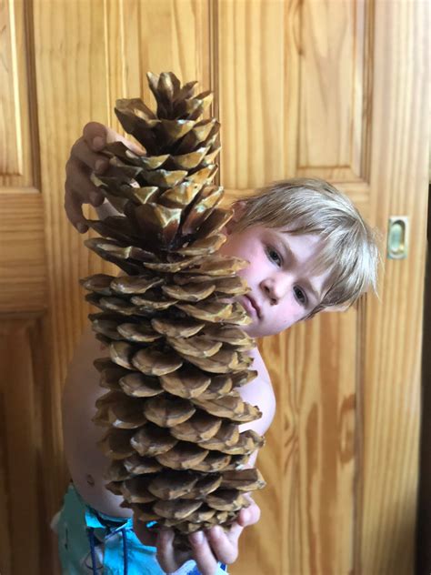 Worlds Largest Pine Cones Authentic Northern California Lake Tahoe