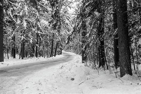 Snowy Forest Road In Winter Photograph By Betty Denise Fine Art America