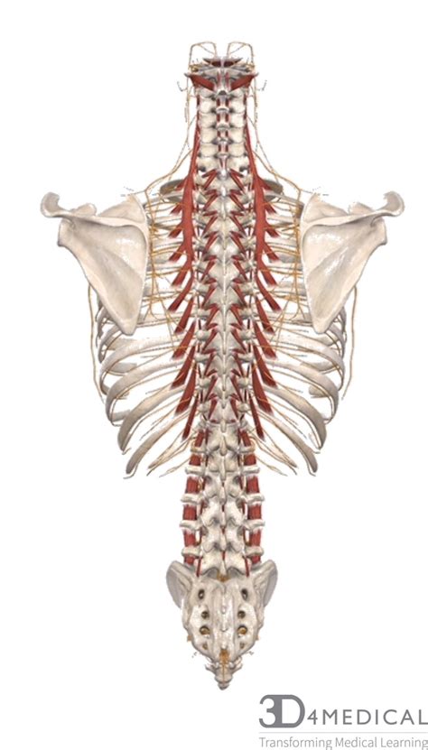 We'll start with the two largest muscles of the back musculature. The Dorsal Cavity - Advanced Anatomy 2nd. Ed.