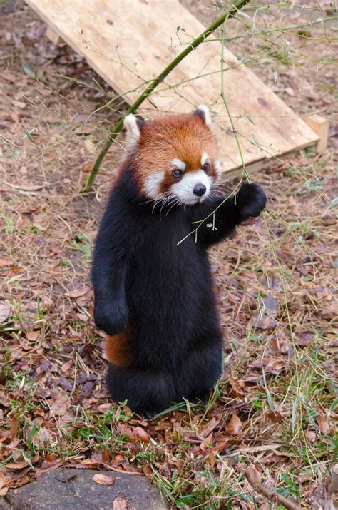 Red Panda In A Black Trench Coat In 2020 Cute Animals Red Panda