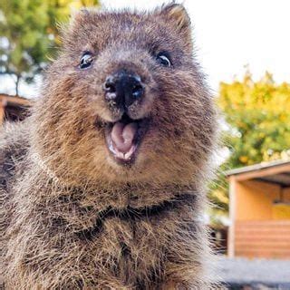 This page is part of the active wild australian animals series. Happy Little Quokka | Too Cute To Bear