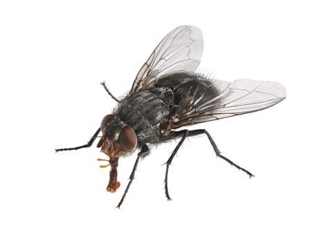 Spartan Pest Control Fly Control Commercial And Residential Pest Control