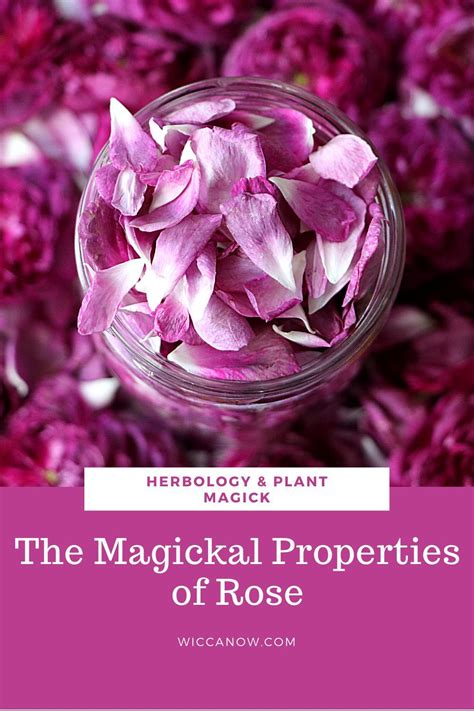 The Magickal Properties Of Rose Easily Explained In 2021 Magick Rose