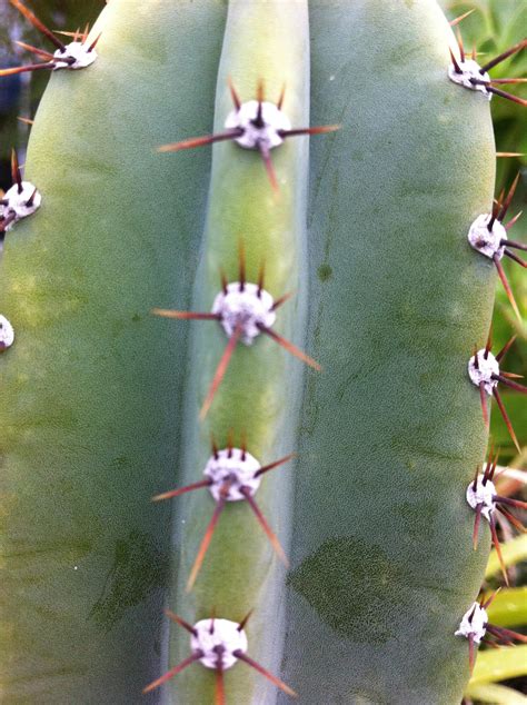Cactus identification - Botanicals - Mycotopia