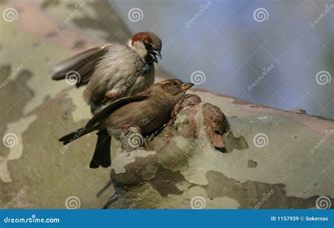 Sparrows Royalty Free Stock Image 69950506