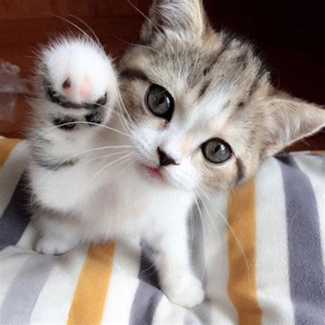 Www.fb.com/catsmeowlovers or follow instagram : 20+ Photos Of The Cutest Kittens Ever | Purrtacular - Part 4