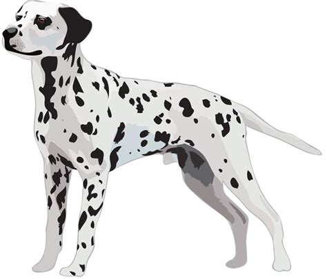 Dalmatian Svg Dog Png Dxf Clipart Eps Vector Cut File