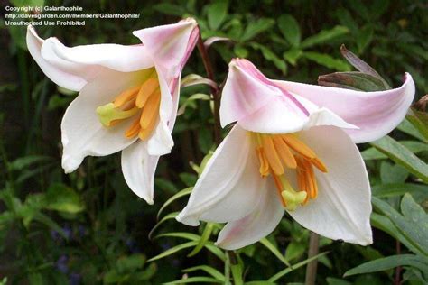 Plantfiles Pictures Species Lilium Regal Lily Lilium