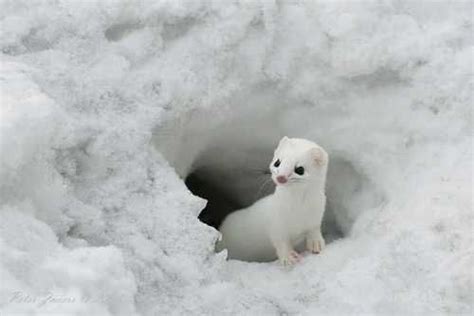 Snow White Weasel Photo Animaux Animaux Animaux Domestiques