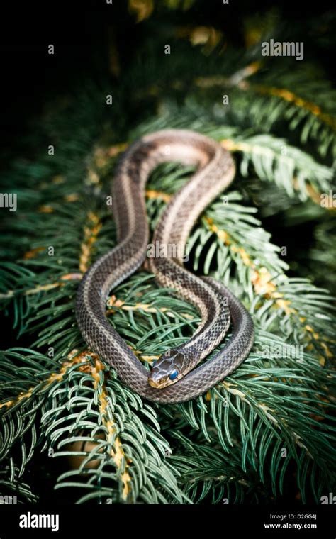 Common Garter Snake Inniswood Metro Garden Westerville Ohio Stock