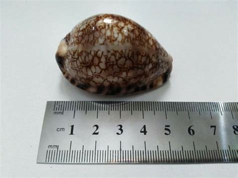 Cypraea Grayana 55 Mm Fgem Red Sea From Egypt Sea Shell Rare
