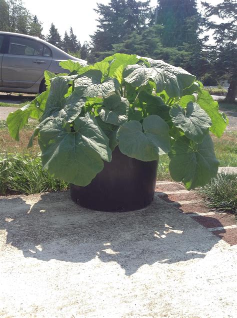 From you flowers reviews reddit. 3 pumpkins growing in this pot. Enough room for all of ...
