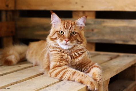 Feline 411 All About Ginger Tabby Cats Pet News Live