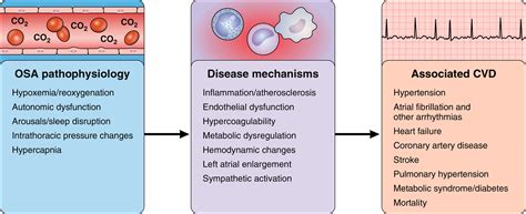 obstructive sleep apnea and cardiovascular disease a scientific statement from the american