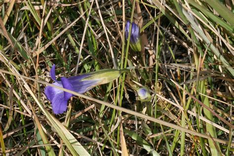 Wild Utah Photos Of Purple Wildflower Rocky Mountain Fringed Gentian