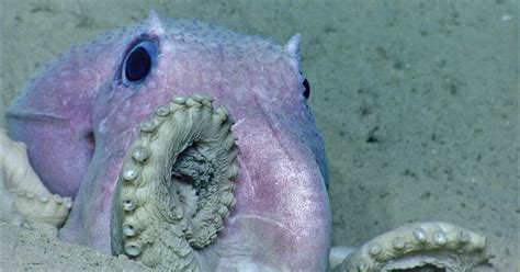 Octopuses Sometimes Punch Fish Out Of Spite Rdamninteresting