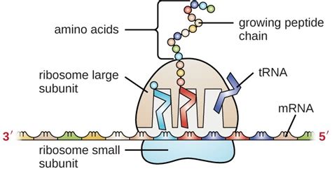 Structure And Function Of Rna Microbiology