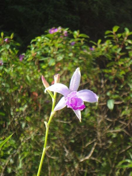 An Endemic Flower In Sinharaja Rainforest In Sri Lanka Photography