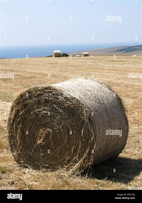 Hay Bales In Field Off Beachy Head Way Eastbourne East Sussex