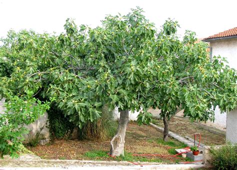 Фиговое дерево: фото, какие плоды растут на дереве, как ...