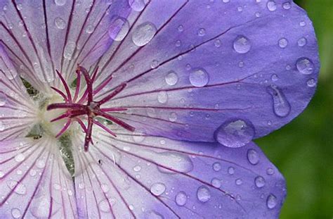 How To Grow And Care For Geraniums In Containers