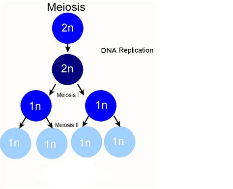 What Are The Differences Between Meiosis I And Meiosis Ii Socratic
