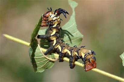 Caterpillar Wallpapers Insects Crawl Leaves Oruga Desktop