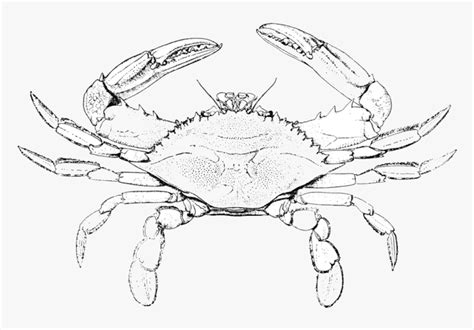 Kumpulan Mewarnai Gambar Kepiting Hewan Yang Jalannya Miring