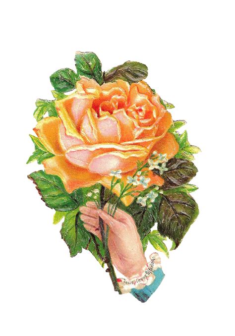 Antique Images Free Flower Graphic Pink Yellow Rose Clip Art