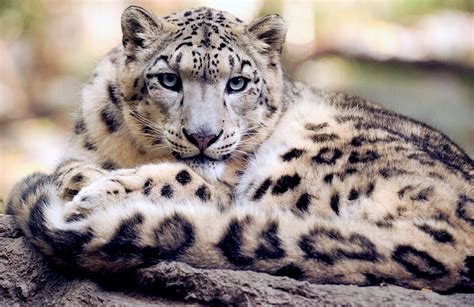 Snow Leopards Are On The Rebound Clean Malaysia
