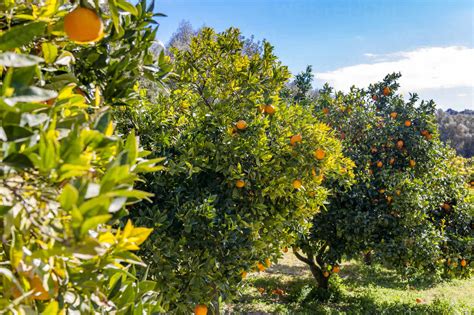 Orange Orchard In Summer Stock Photo