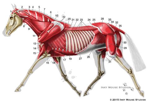 Veterinary Anatomical Chart Showing The Lateral View Of The Equine Deep Musculature In A Horse