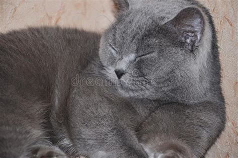 Grey Cat Sleeping Cat Stock Image Image Of Grey Care 176516265