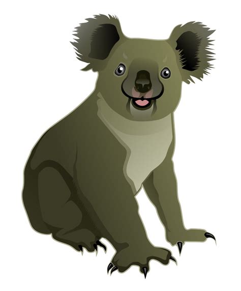 Koala Bear Png Image Free Download