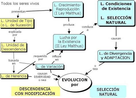 Mapa Conceptual Conectando Las Leyes De Darwin En Las Dos Grandes