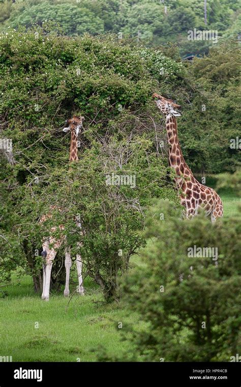 Photo Of A Pair Of Rothschild Giraffe Feeding From The Top Of A Tree