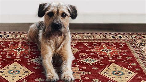 What Type Of Rug Is Best For Dogs