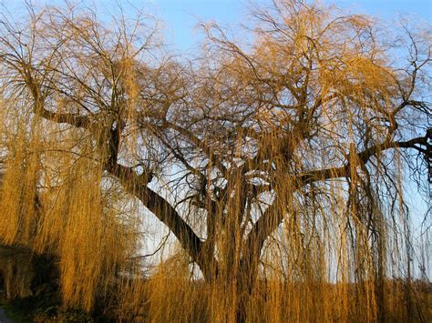 Weeping Willow Pasture Aesthetic Branches Tree 11 Inch By 17 Inch