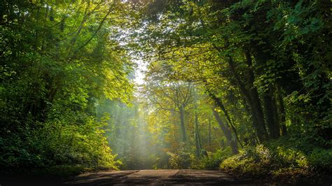 Road Between Foliage Green Trees And Fog 4k Hd Nature Wallpapers Hd